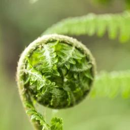 蕨類幼芽的螺旋